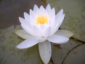 White_Lotus